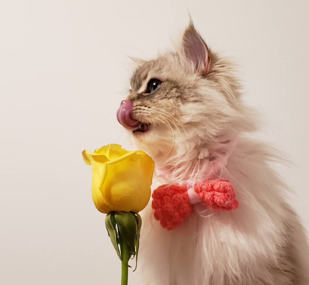 chat avec un noeud papillon devant une rose