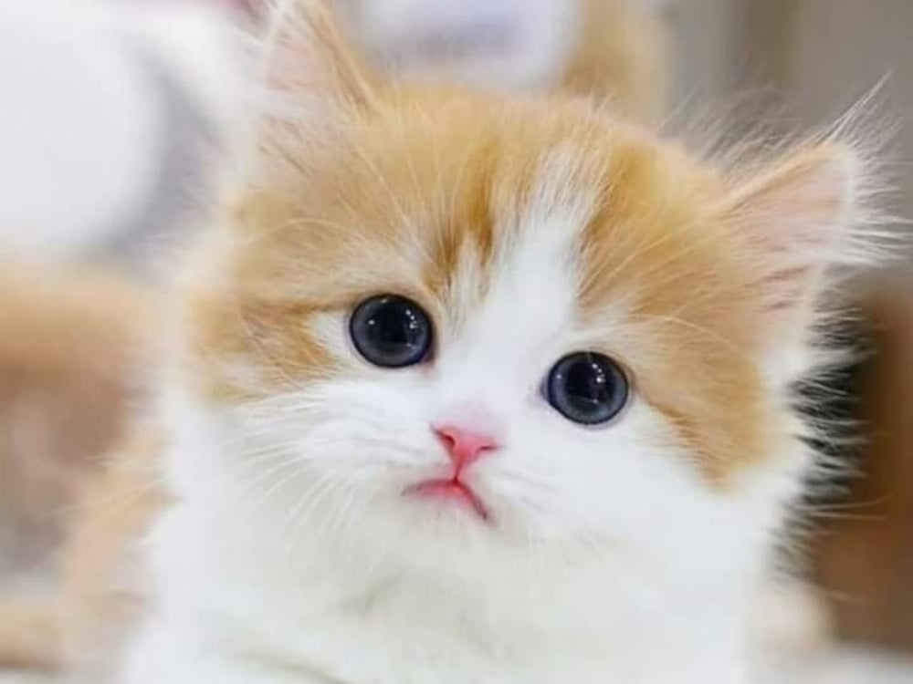 chaton en période de sevrage