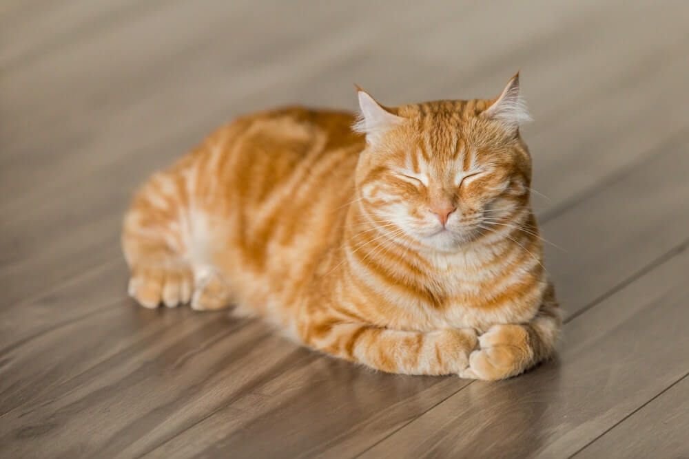 chat roux allongé sur un parquet ferme les yeux