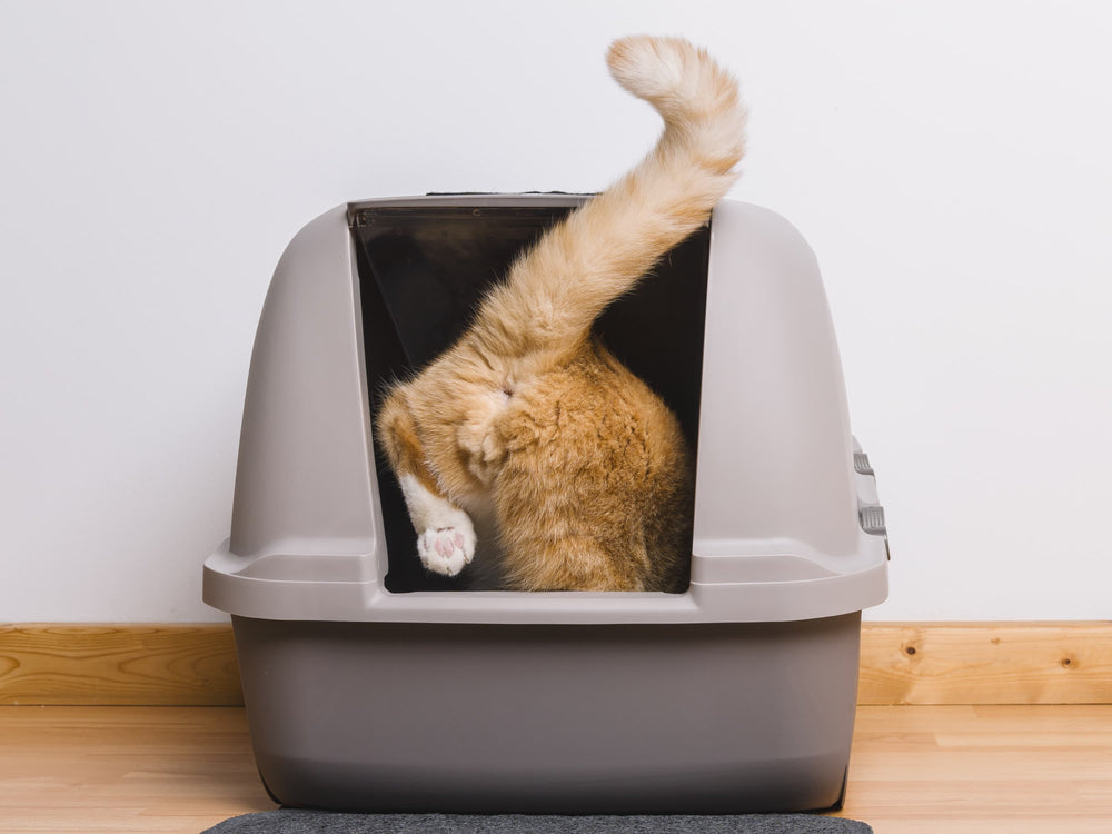 Chat qui entre dans sa litière