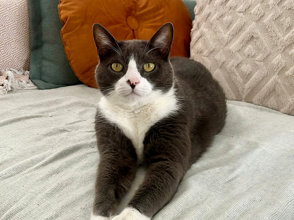 Chat noir et blanc allongé sur un canapé