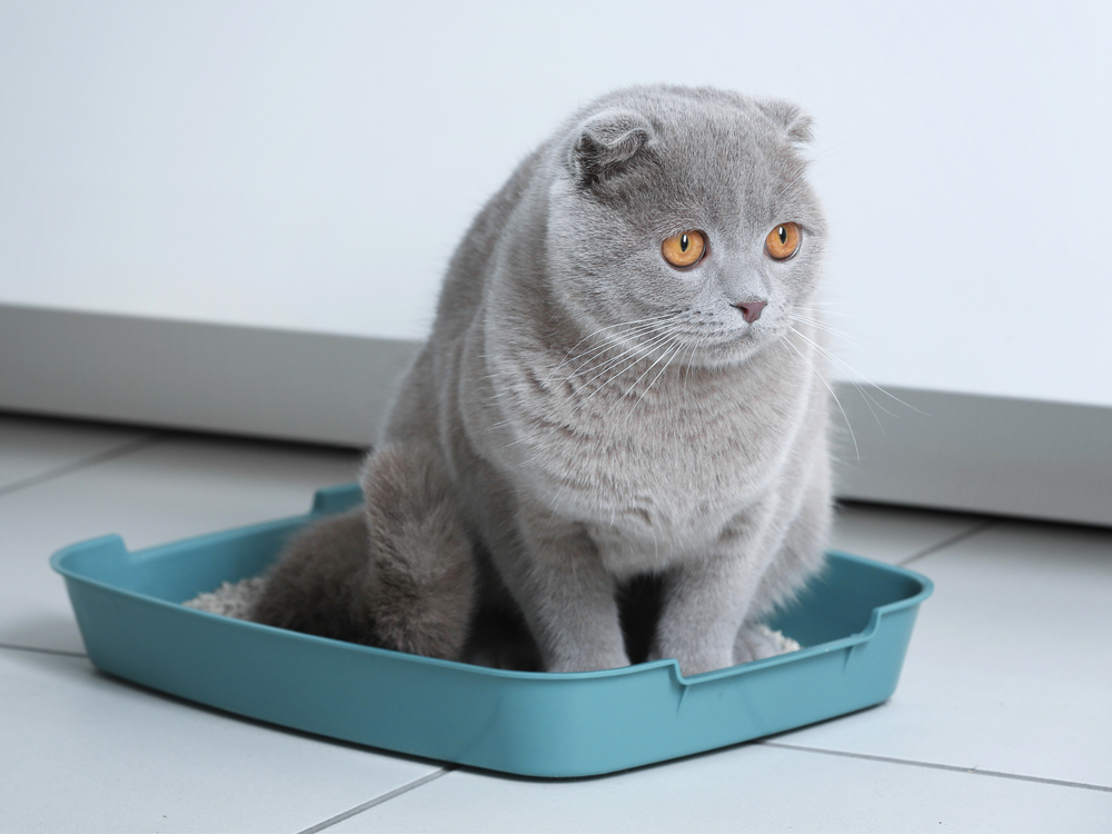 Problèmes urinaires chez le chat : causes et préventions
