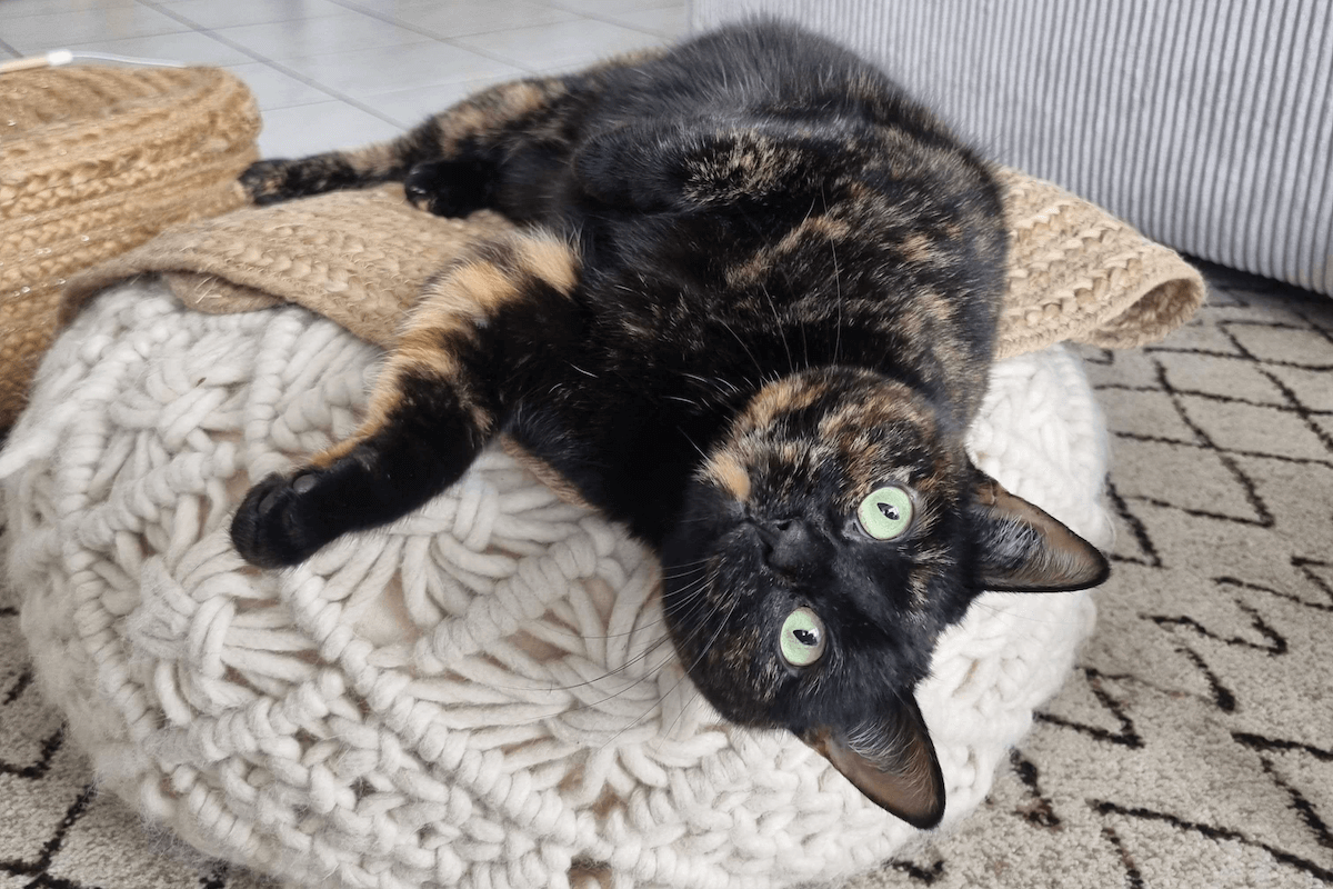 chat allongé demandant une friandise 