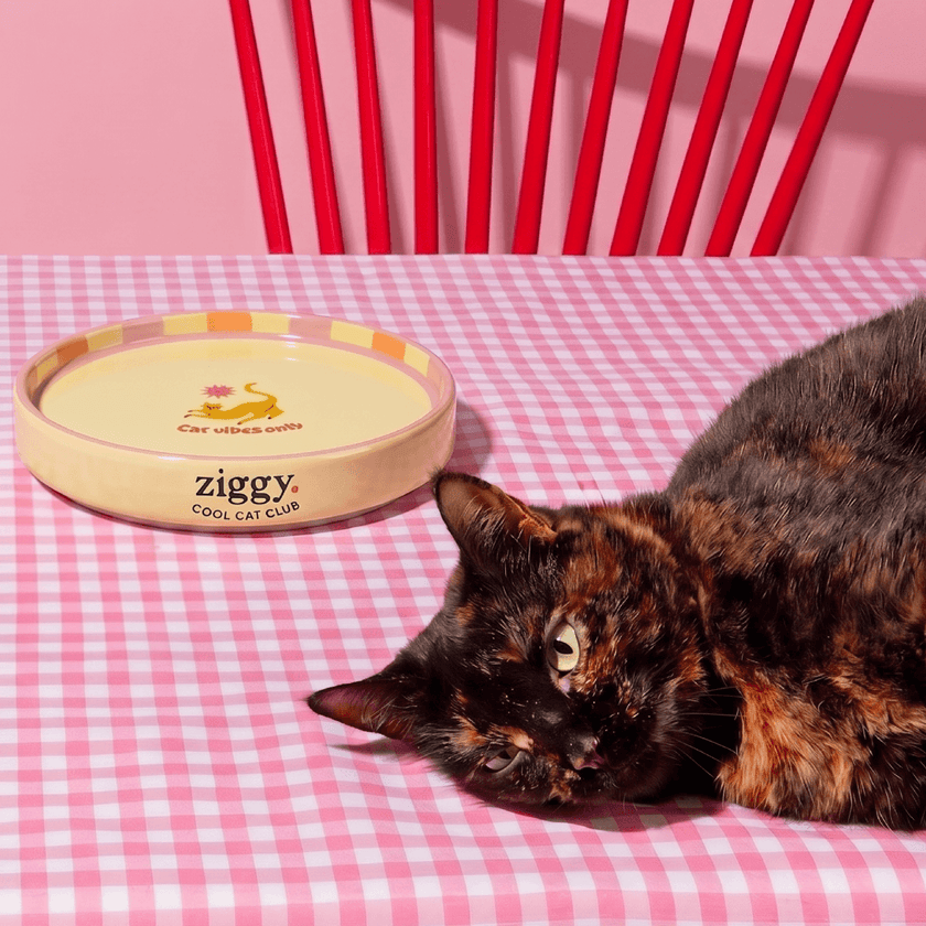 Assiette pour chat Ziggy de la gamme Cat Vibes Only