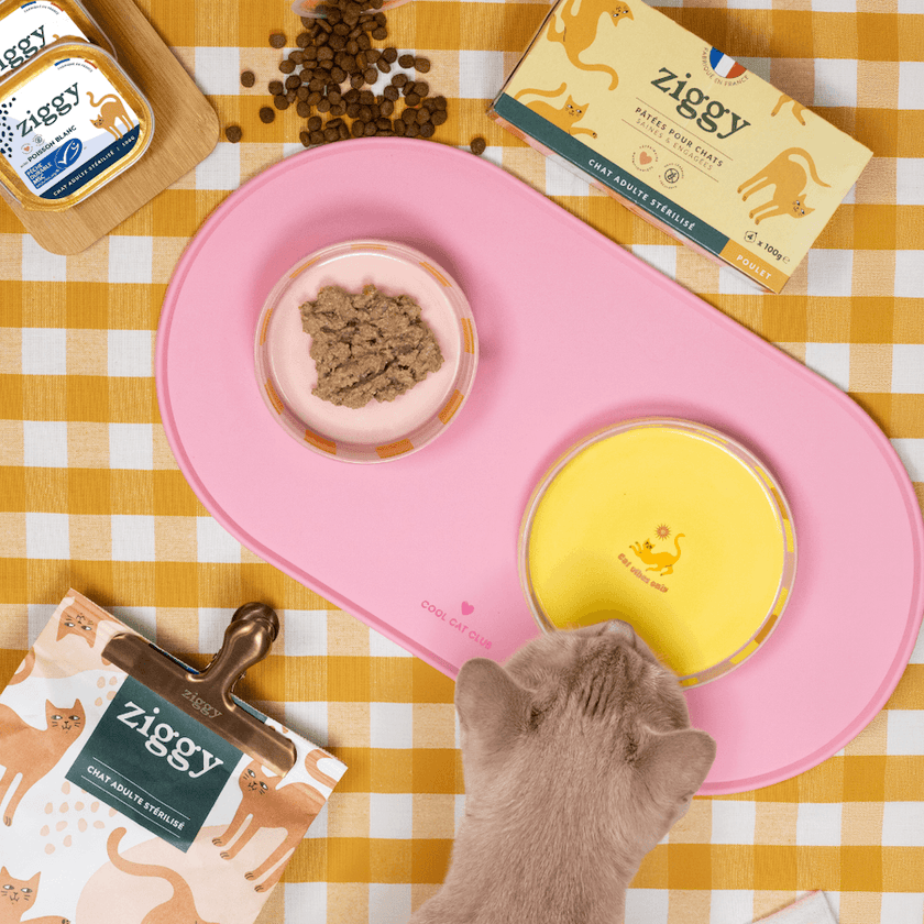 Assiette pour chat Ziggy de la gamme Cat Vibes Only