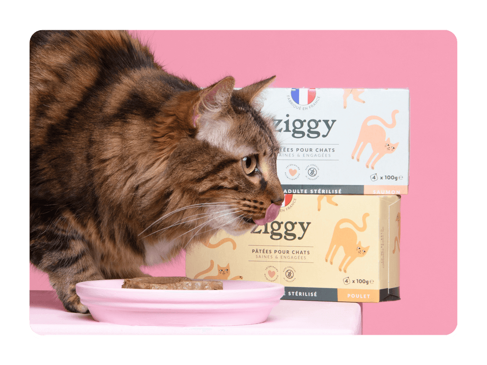 Croquettes ou pâtées : que donner à mon chaton ? – Ziggy