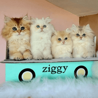 Chatons dans le colis d'envoi Ziggy l'alimentation pour chatons sans céréales