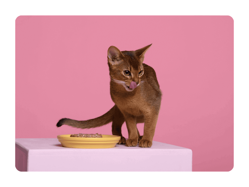 Coffret Découverte Chaton 1kg Croquettes + 8 Pâtées Ziggy