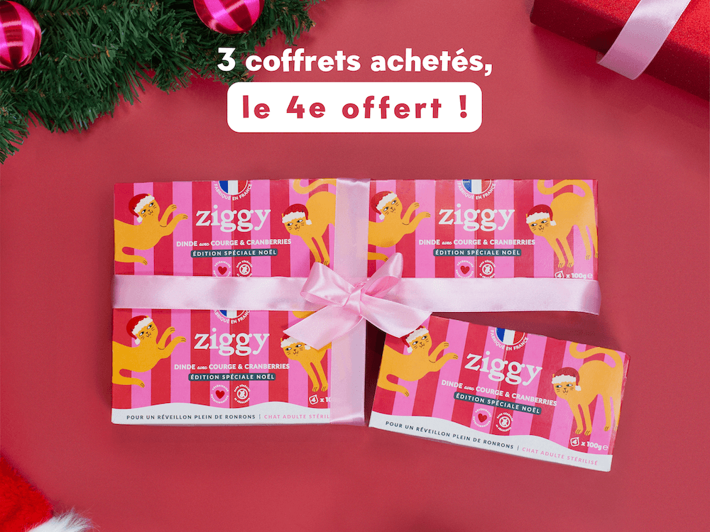Chat adulte stérilisé à côté de l'offre pâtée de Noël pour chat Ziggy