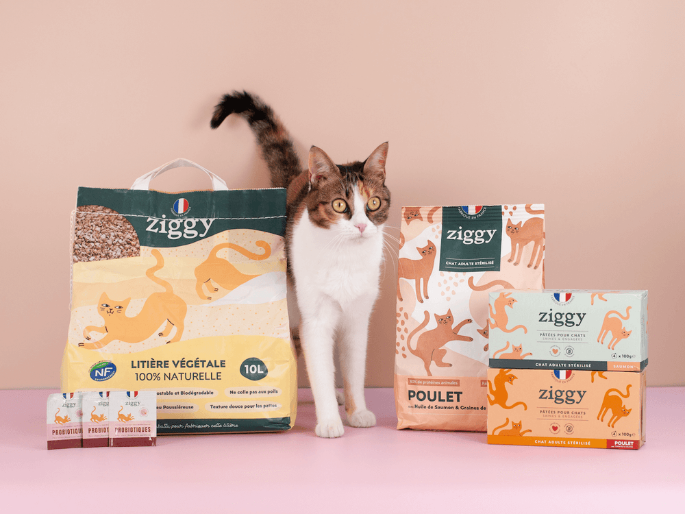Chat adulte stérilisé avec les croquettes, pâtées, litière et probiotiques pour chat Ziggy qui composent le coffret digestion pour chat adulte 
