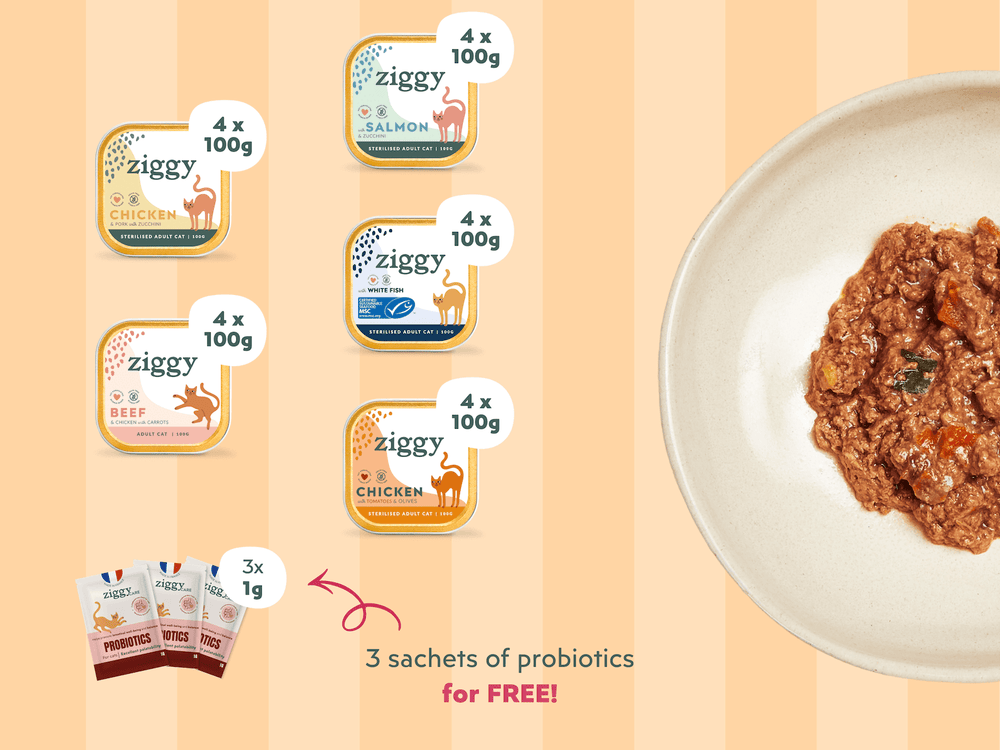 Ziggy Discovery Box for sterilized adult cats