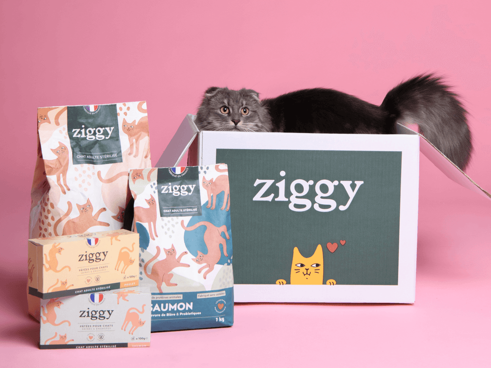 Chat adulte gris dans un carton Ziggy à côté des croquettes et pâtées pour chat adulte stérilisé Ziggy - Quelles croquettes pour chat éviter ?