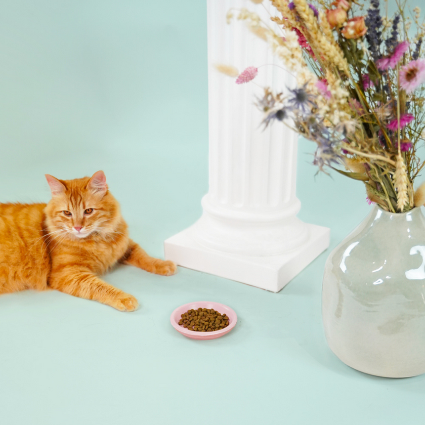 Chat adulte roux devant un bol de croquettes pour chat adulte stérilisé