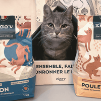 Chat adulte tigré dans son carton Ziggy au milieu de ses croquettes pour chat adulte stérilisé