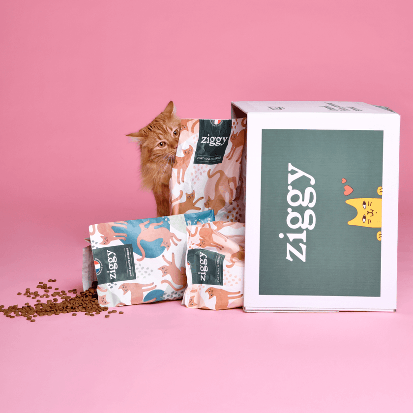 Pâtée pour chat stérilisé saumon 100g Ziggy