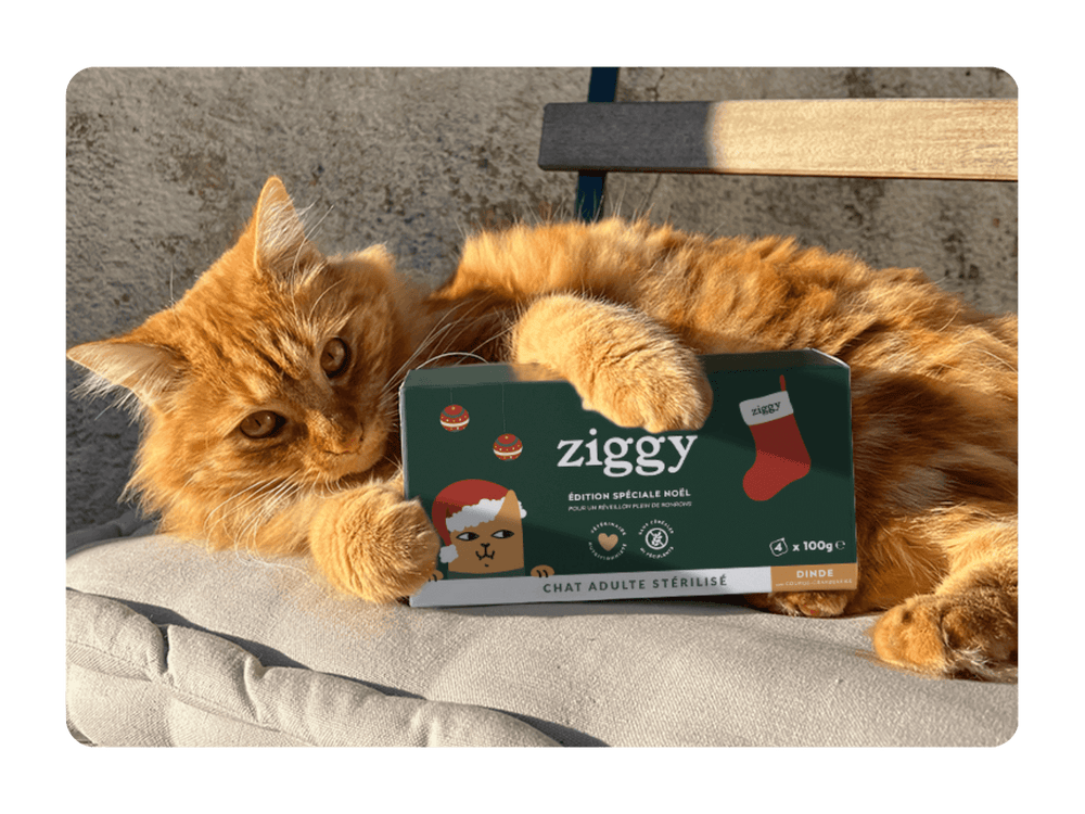 Chat adulte roux qui tient la pâtée de Noël Ziggy pour chat adulte stérilisé à la dinde, saine et sans céréales