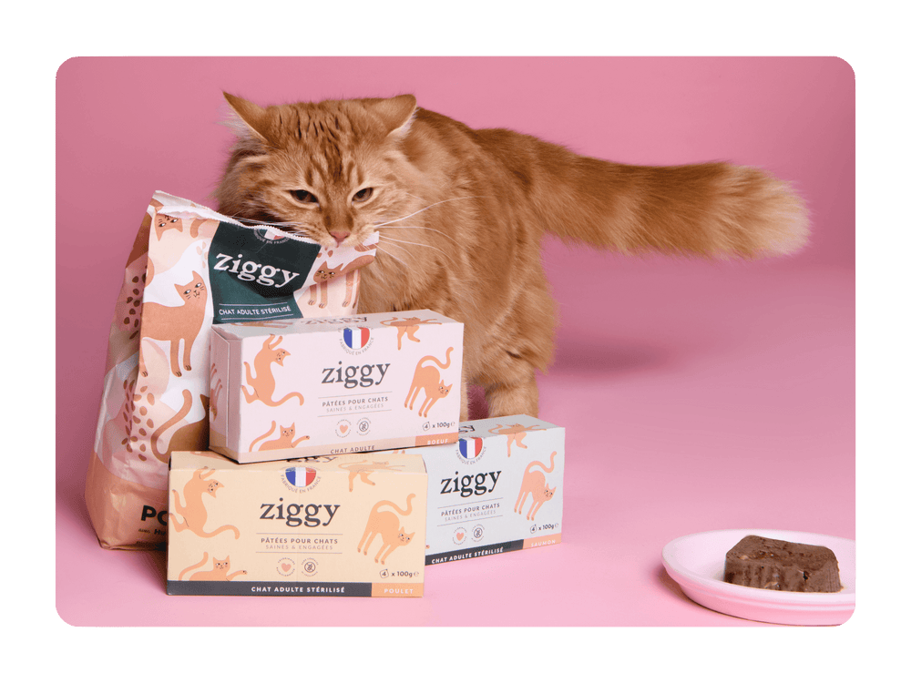 Kit à Croquettes Maison pour Chat - Cat Lovers - Super idées cadeaux