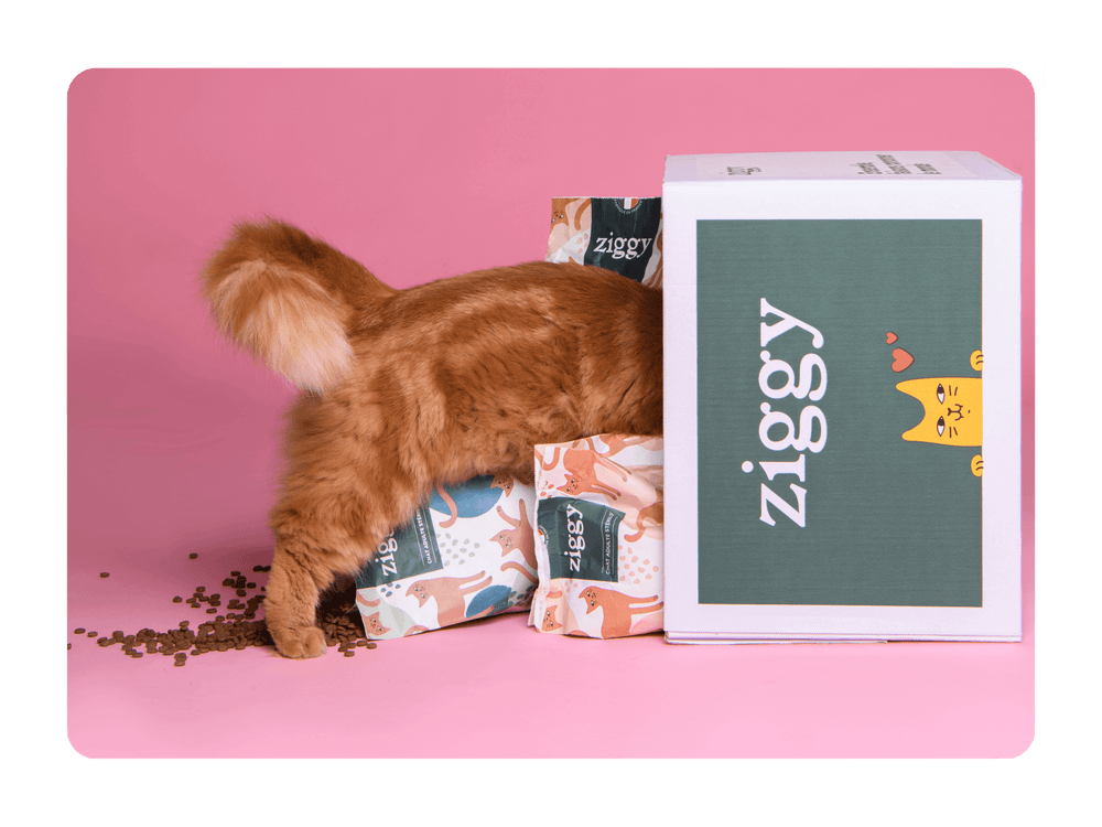 Croquettes ou pâtées : que donner à mon chaton ? – Ziggy