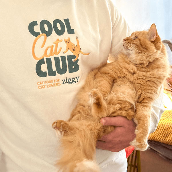 Pull Cool Cat Club de Ziggy