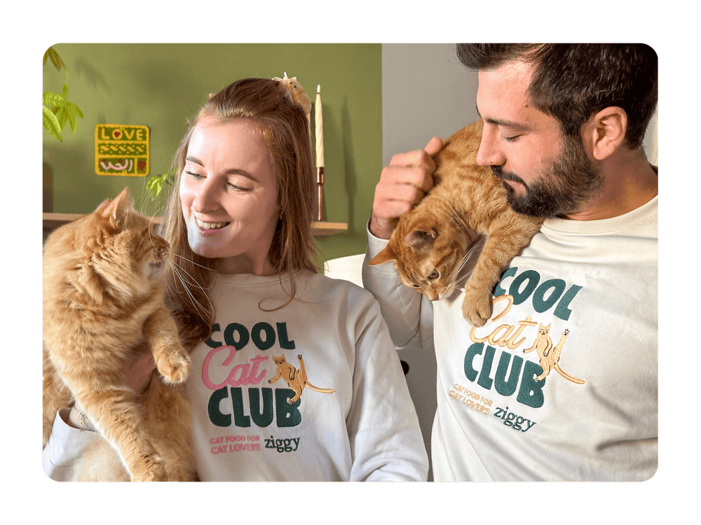 Pull Cool Cat Club de Ziggy