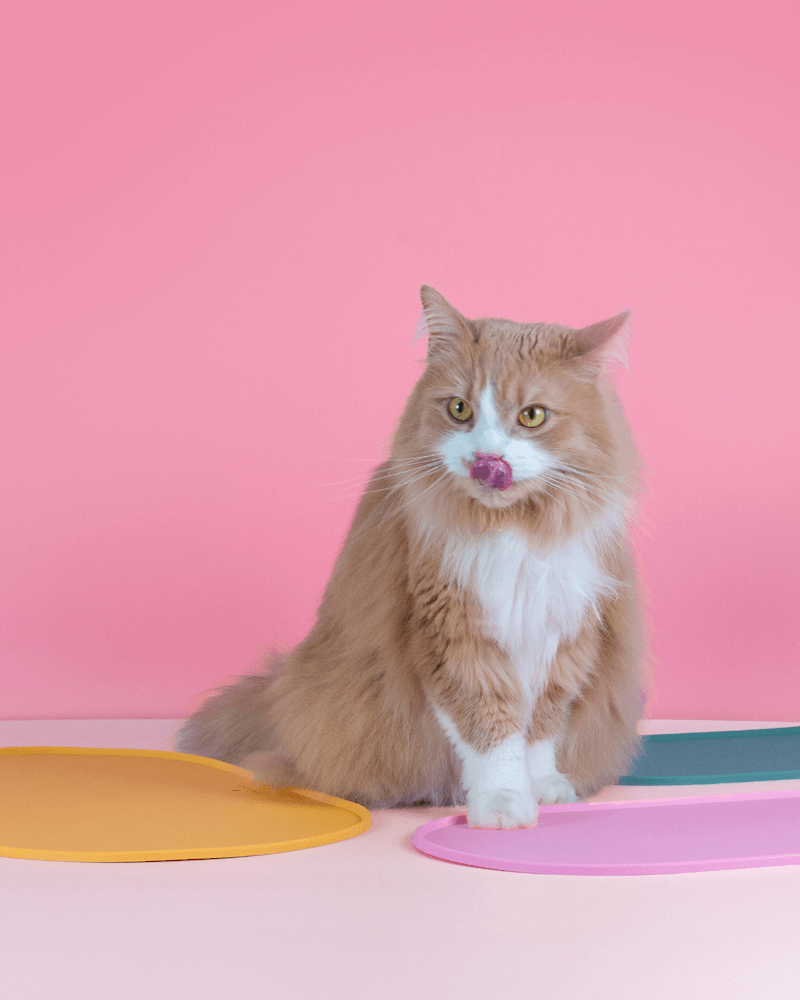 Chat roux devant les tapis de gamelle pour chat Ziggy