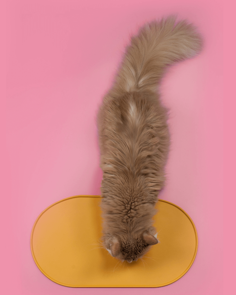 Chat roux qui mange sur le tapis de gamelle pour chat Ziggy