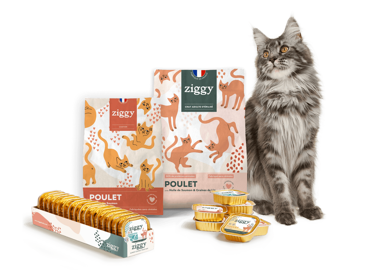 Que mange un chat à part les croquettes ? Guide Chat - Animalis - Animalis