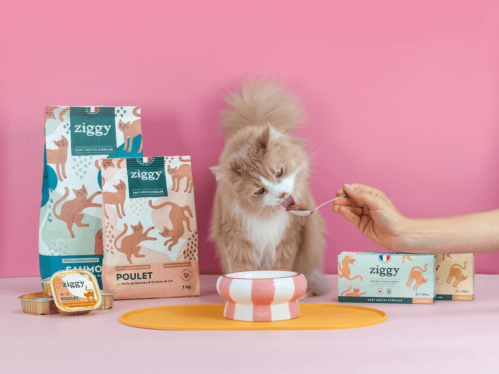 Chat adulte stérilisé qui lèche de la pâtée pour chat adulte stérilisé Ziggy et qui se tient à côté des croquettes, pâtées et accessoires Ziggy