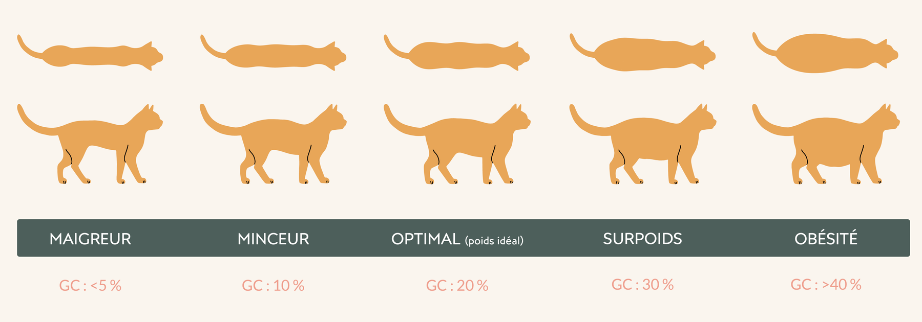 Le poids chez le chat