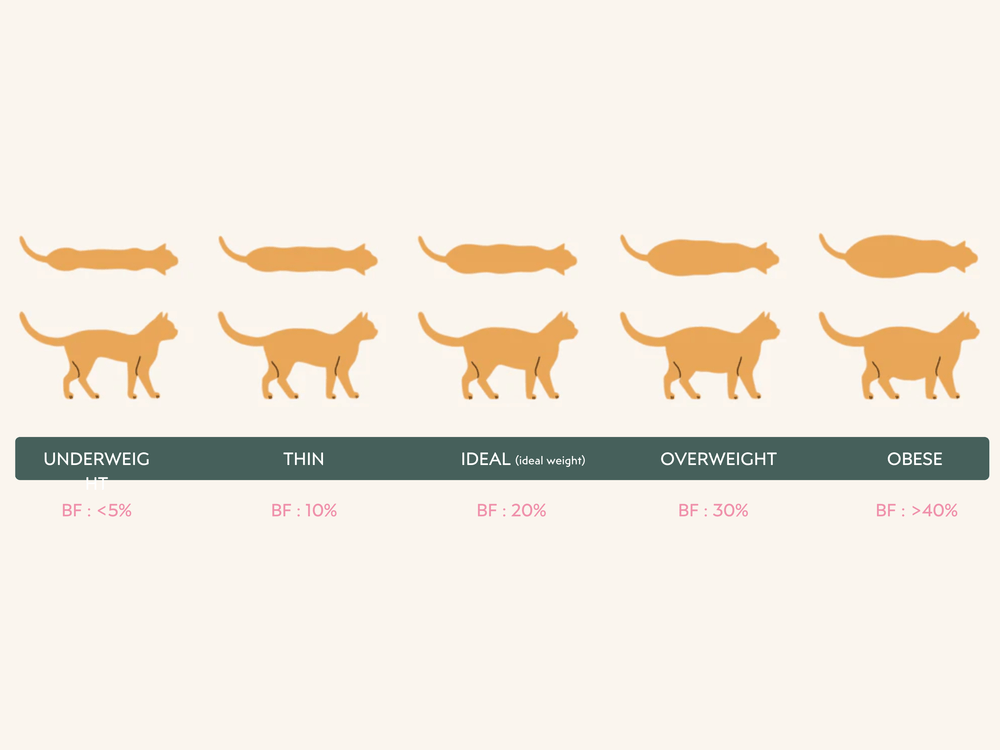 Is Diarrhea a Sign of Poor Health in Older Cat: Warning Signs Explained