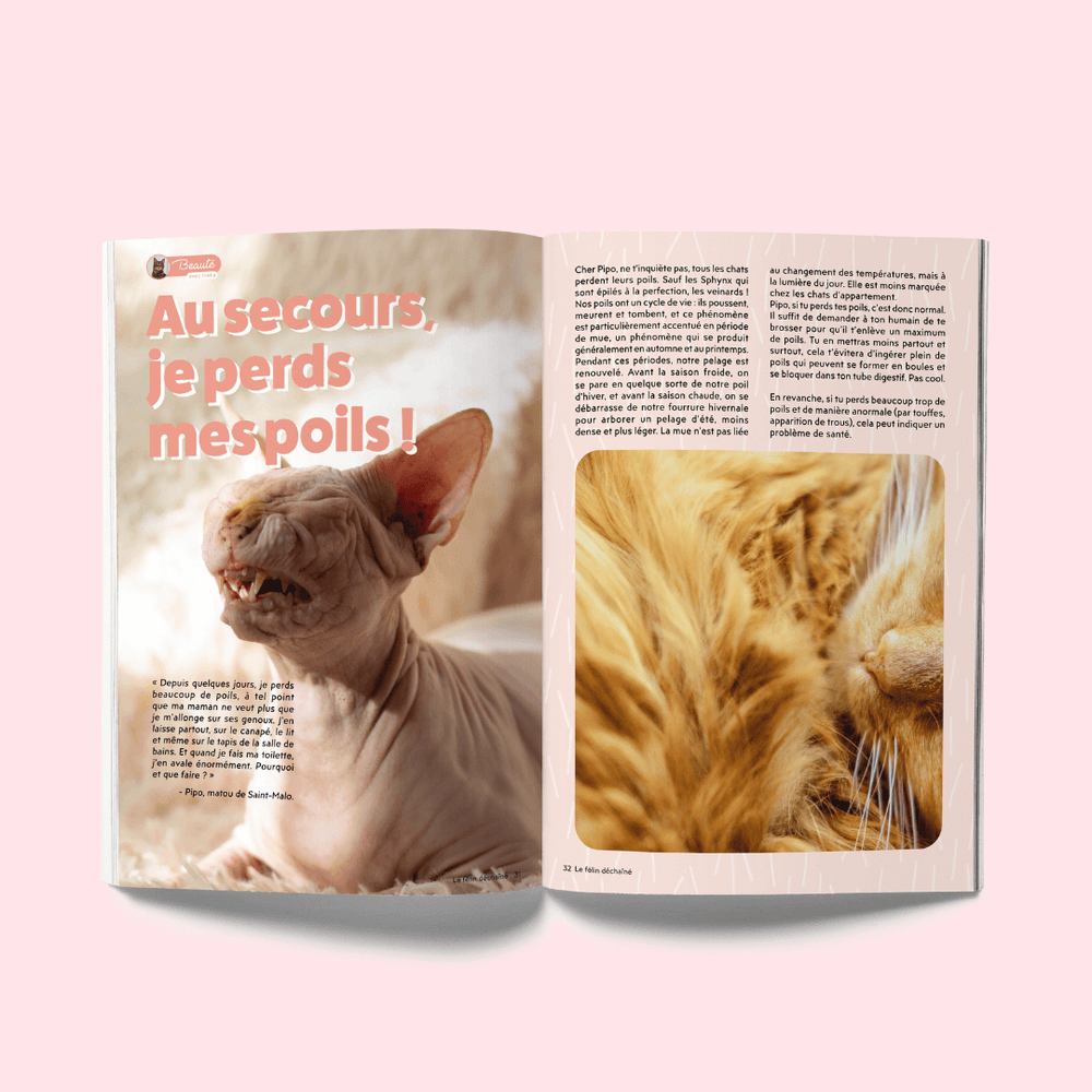 Couverture du magazine n°1 Ziggy pour les chats, le Félin Déchaîné