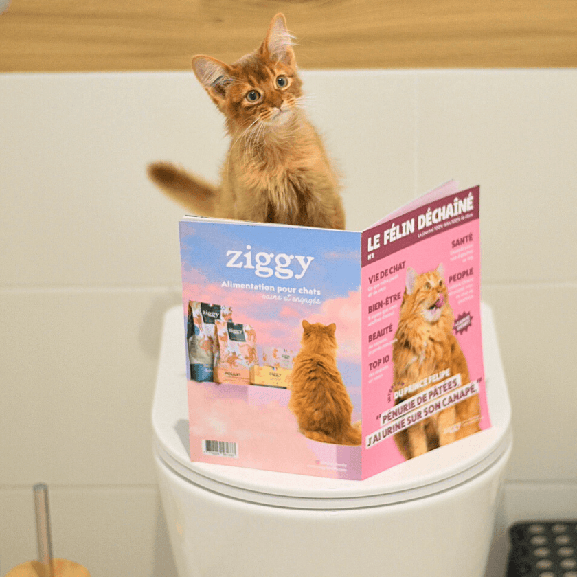 Chat lisant un magazine sur les toilettes