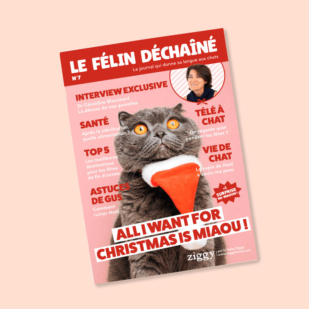 Couverture du magazine n°7 Ziggy pour les chats, le Félin Déchaîné