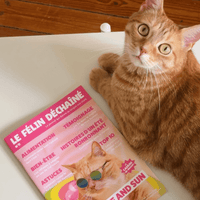 Chat adulte stérilisé roux à côté du magazine Le Félin Déchaîné