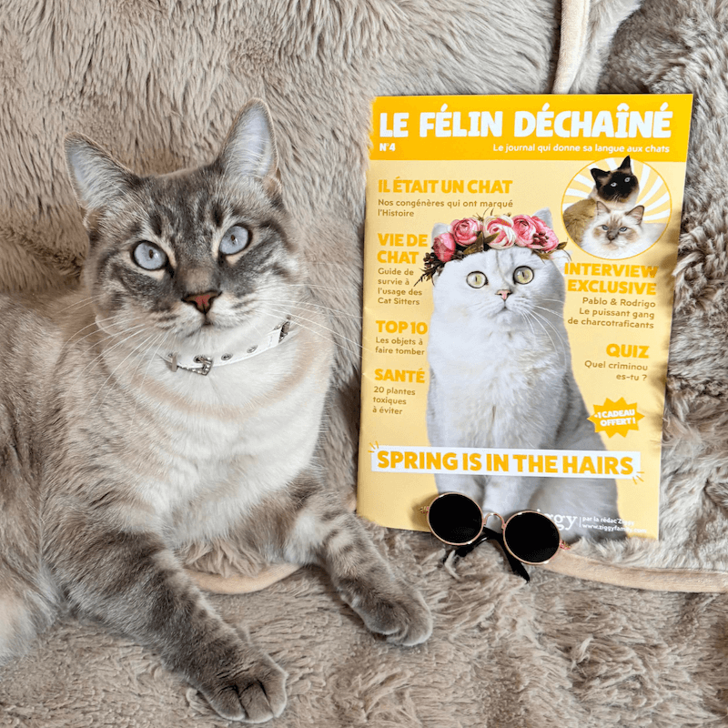 Chat adulte stérilisé à côté du magazine Le Félin Déchaîné de la marque pour chat Ziggy