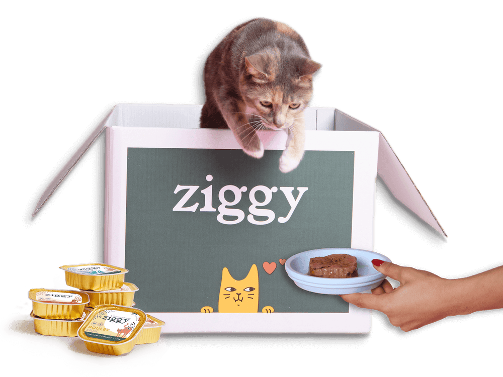 Chat qui saute d'un carton pour manger une délicieuse pâtée saine et sans céréales Ziggy