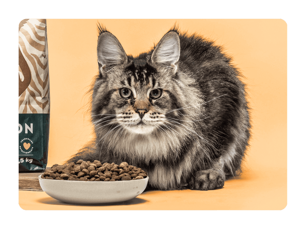 Chat adulte maine coon gris à côté des croquettes pour chat adulte Maine Coon au poulet de la marque Ziggy