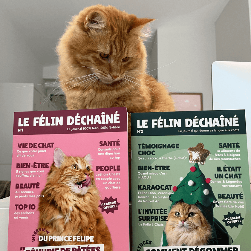 Chat adulte stérilisé roux devant les magazines Félin Déchaîné Ziggy pour chat