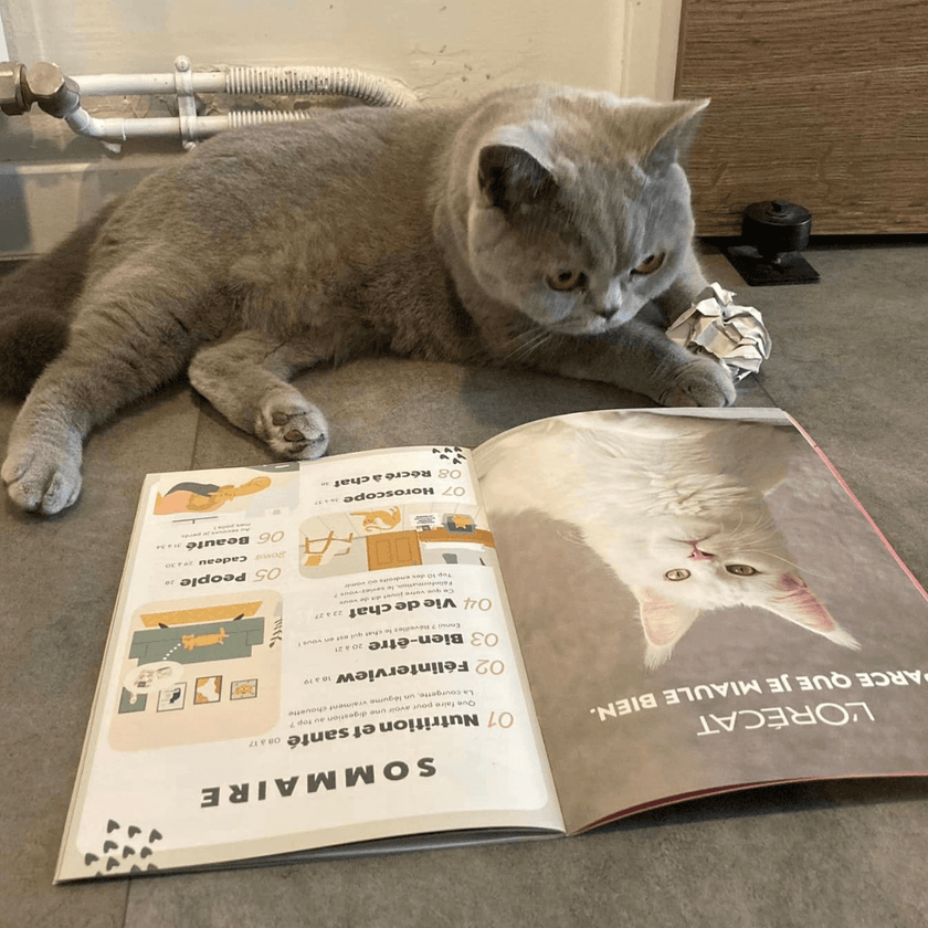 Chat gris lisant un magazine, le Félin Déchaîné de Ziggy, marque d'aliments pour chats