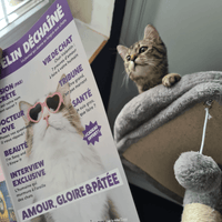 Chaton gris qui lit le Félin Déchaîné n°3 de la marque pour chat Ziggy, magazine pour chat sur la vie des chats