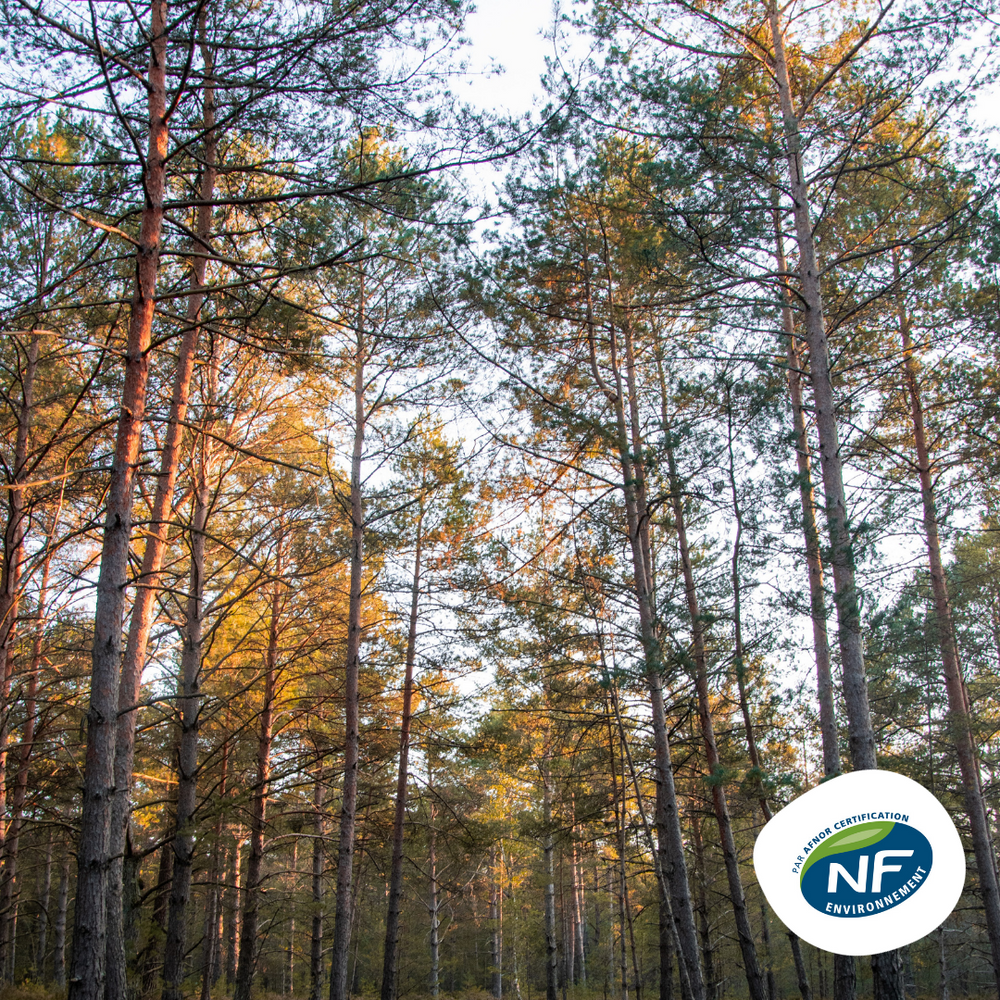 Forêt de pins avec logo NF