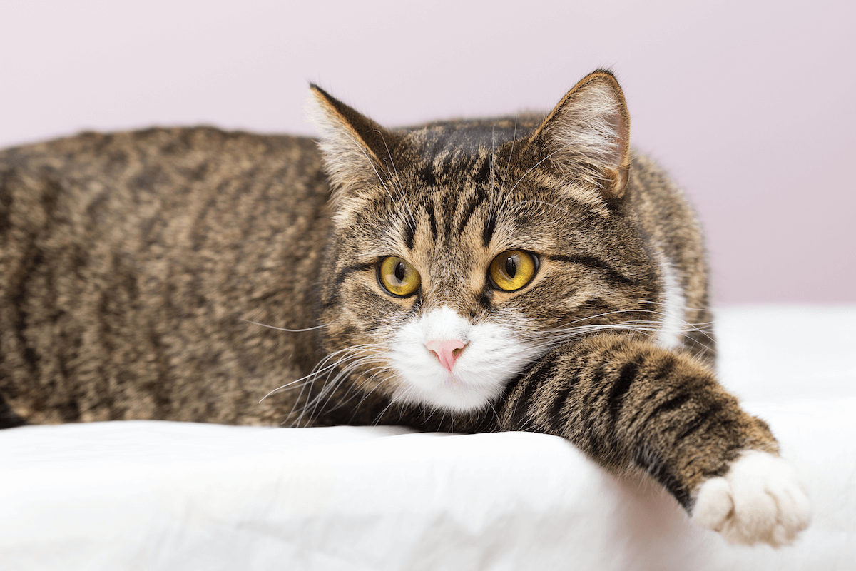 Chat atteint de MICI allongé 