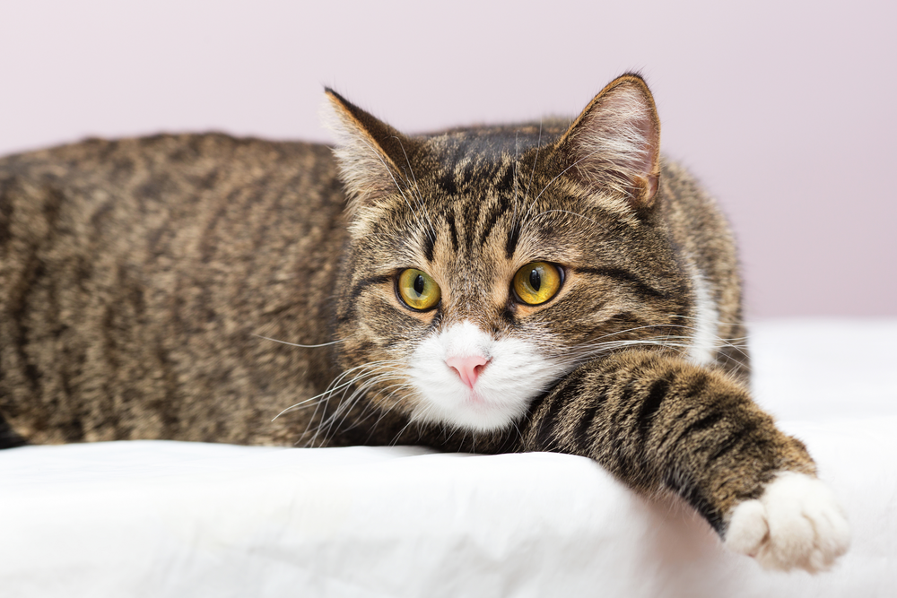Chat atteint de MICI allongé  - MICI chez le chat : quelle alimentation privilégier ?