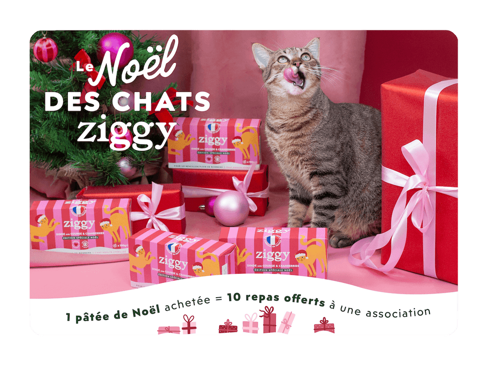 Le Noël des Chats : 10 repas offerts à une association