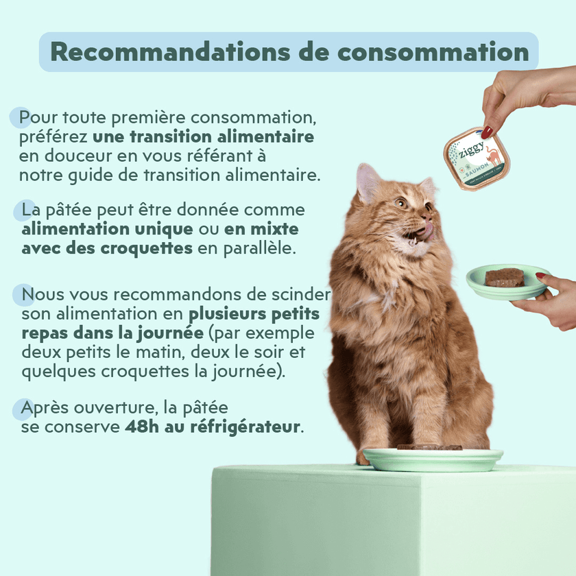 Recommandations de consommation de la pâtée Ziggy pour chat adulte stérilisé au saumon, saine et sans amidon