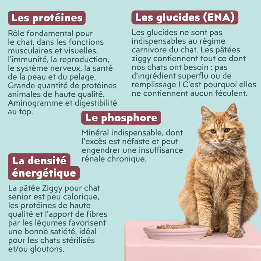 Ingrédients de la pâtée pour chat senior au saumon Ziggy