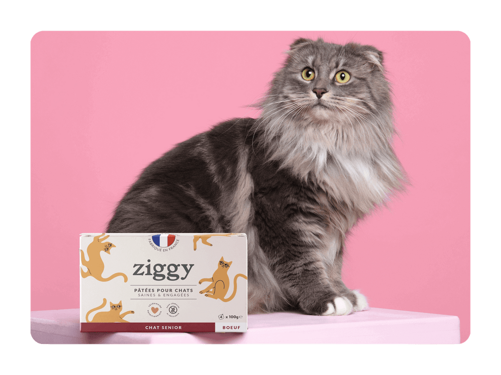 Chat senior gris avec sa pâtée pour chat senior Ziggy sans céréales