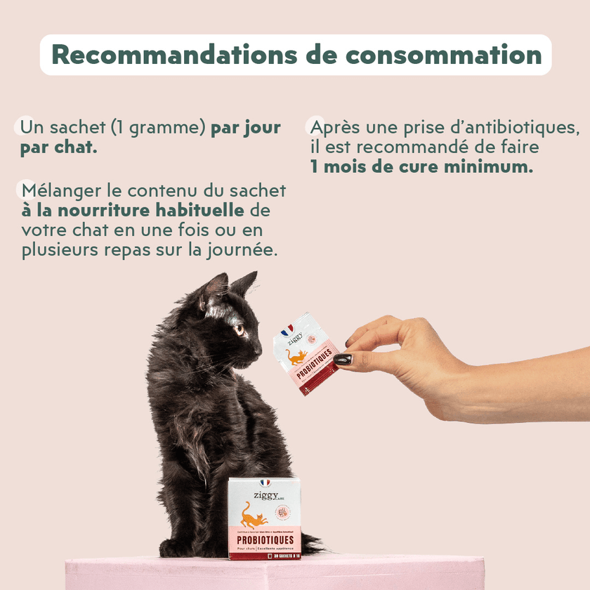 Recommandations des probiotiques pour chat et chaton Ziggy qui contribuent au bien-être intestinal