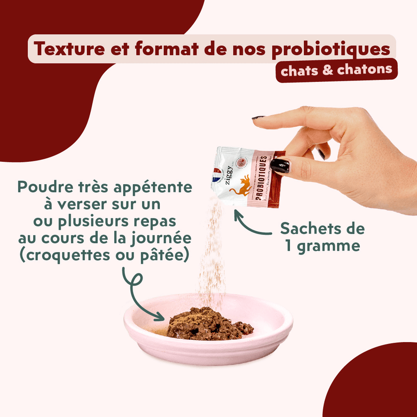 Texture et format des probiotiques pour chat et chaton Ziggy pour améliorer la flore digestive des chats