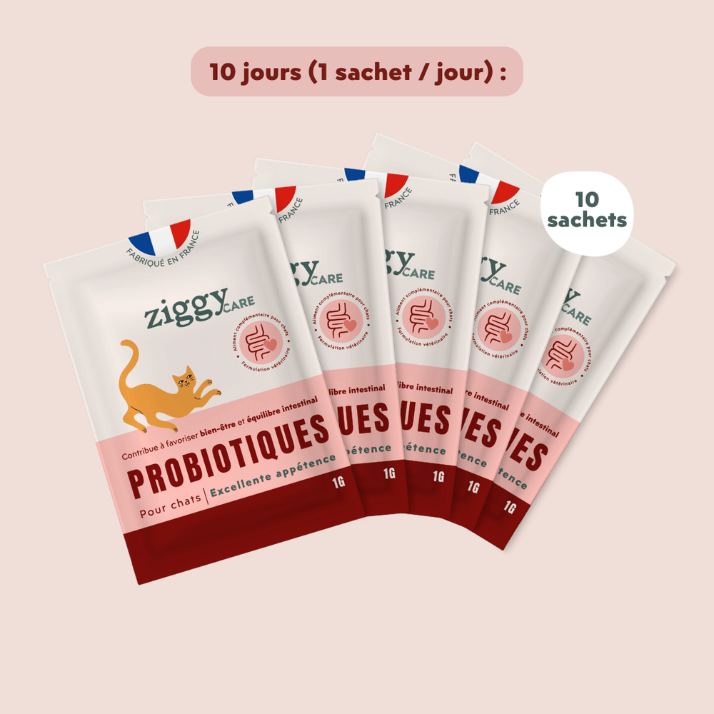 1 sachet de probiotiques de 1g Ziggy pour chat et chaton qui améliorent la digestion chez le chat